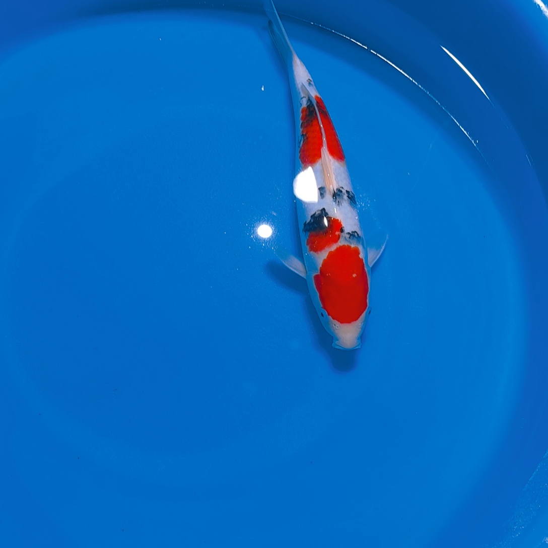 锦鲤大正锦鲤一条