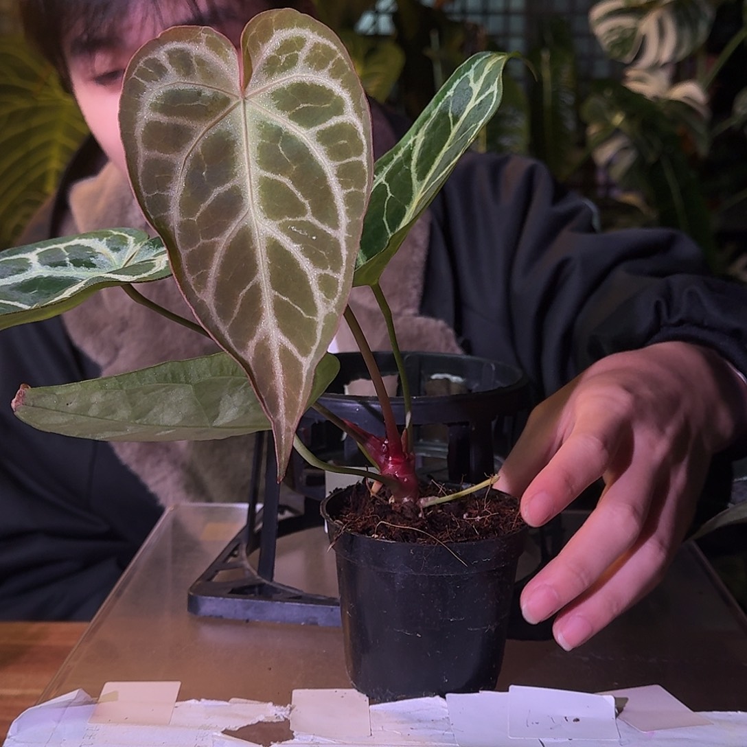 不开花植物G360撕裂纹杂银虎