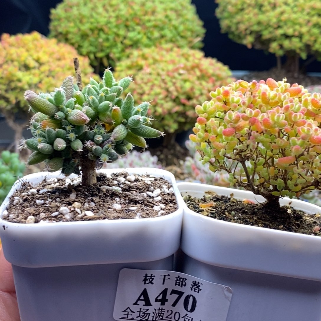 倪***470蜜橘+玉米 。        