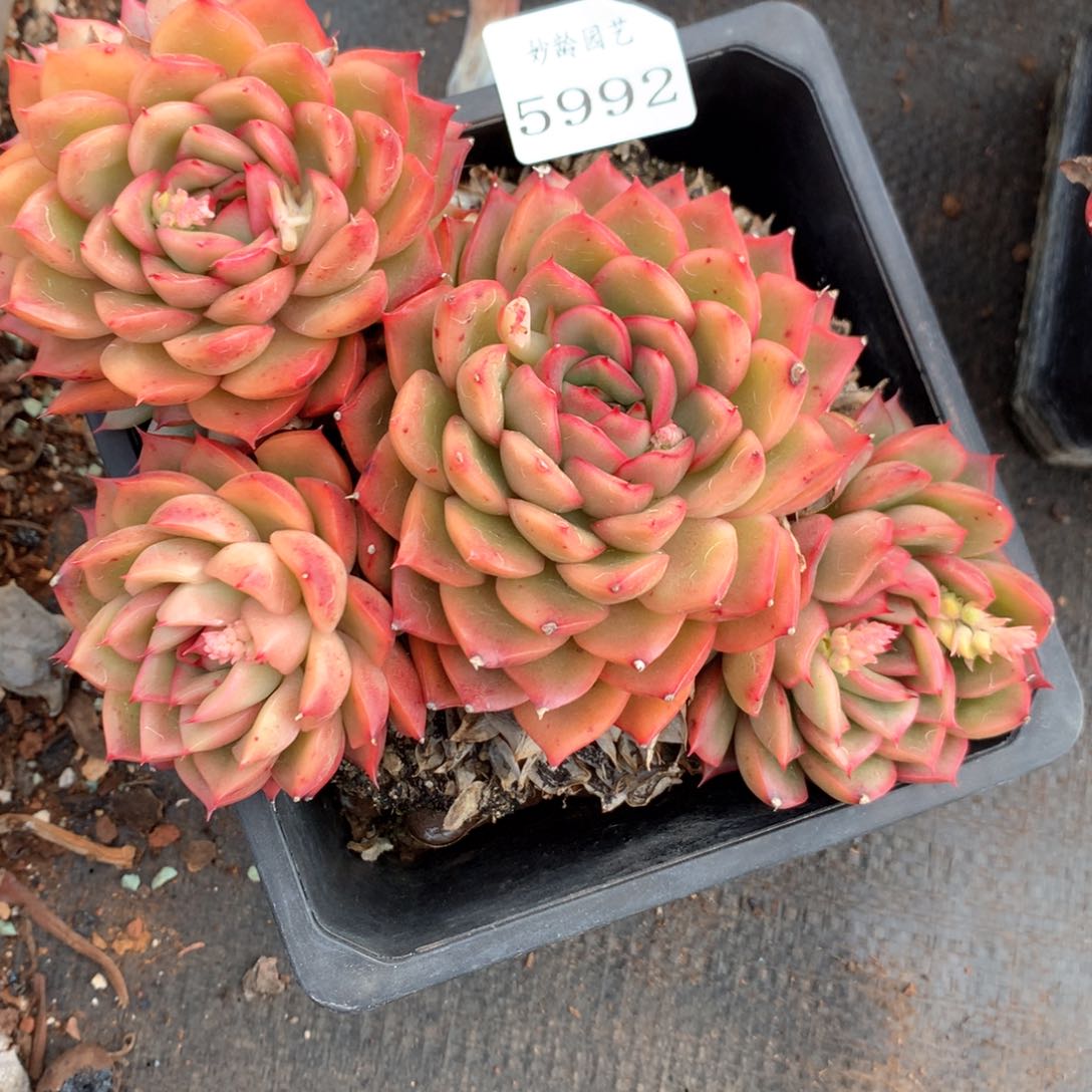 小*5992杂交多肉植物基地