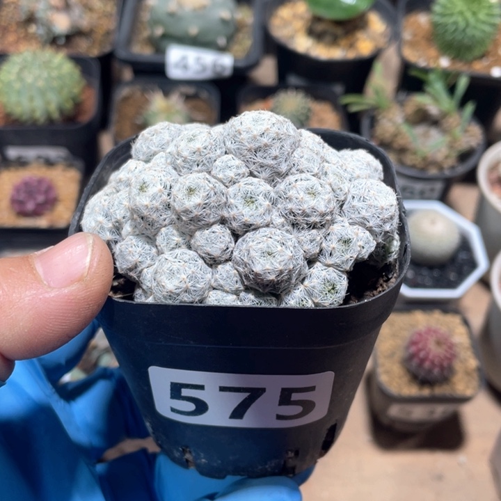 575姬春心多头仙人球