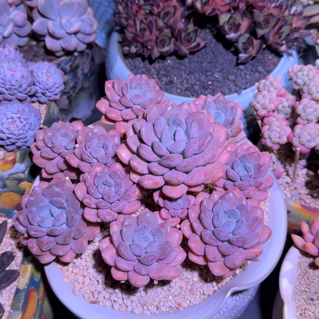 白鹭 群生 一物一拍