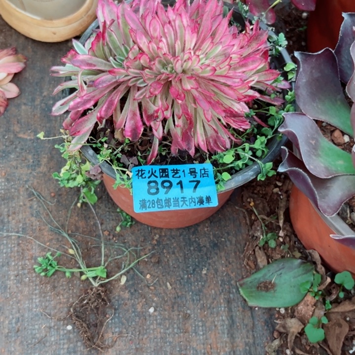 仙墨缀8917多肉植物