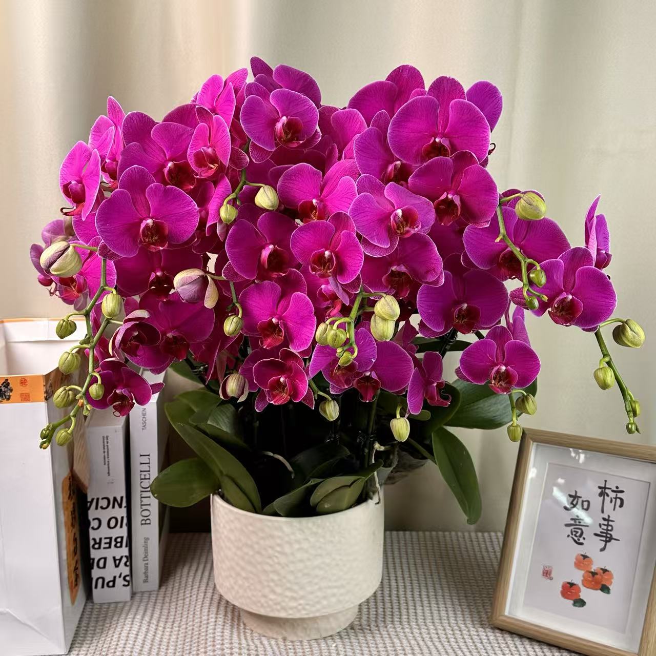 花世界蝴蝶蘭【恭喜发财】年宵大型兰花  玫红色系  基地直发