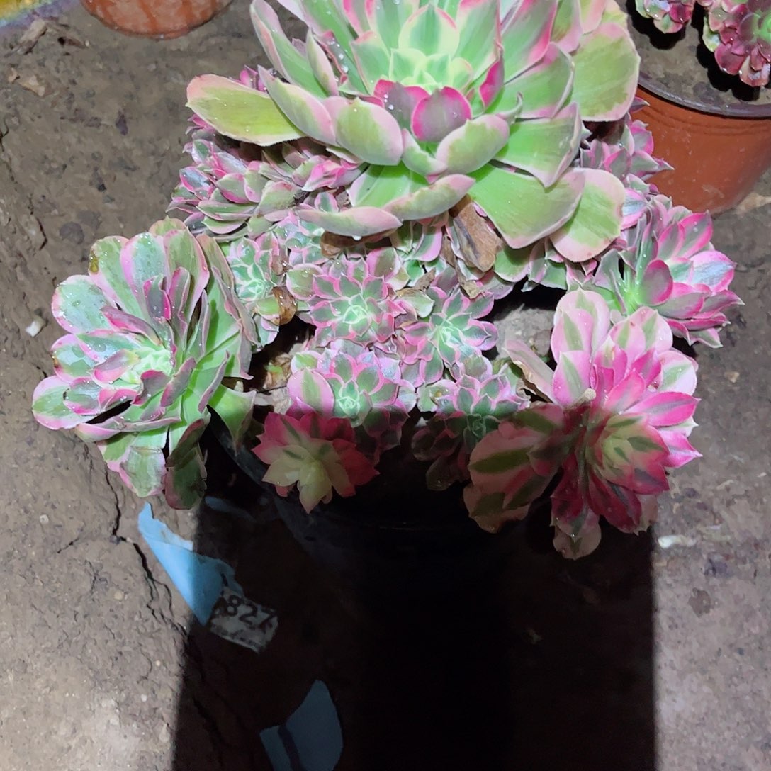 无花朵多肉植物895