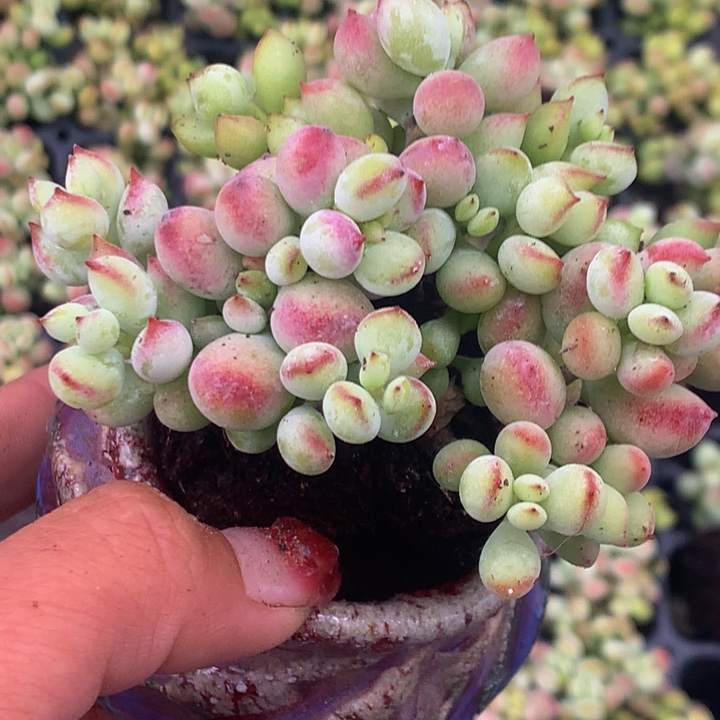 达摩3颗 头 （满9.99包邮不满9.99发叶子）