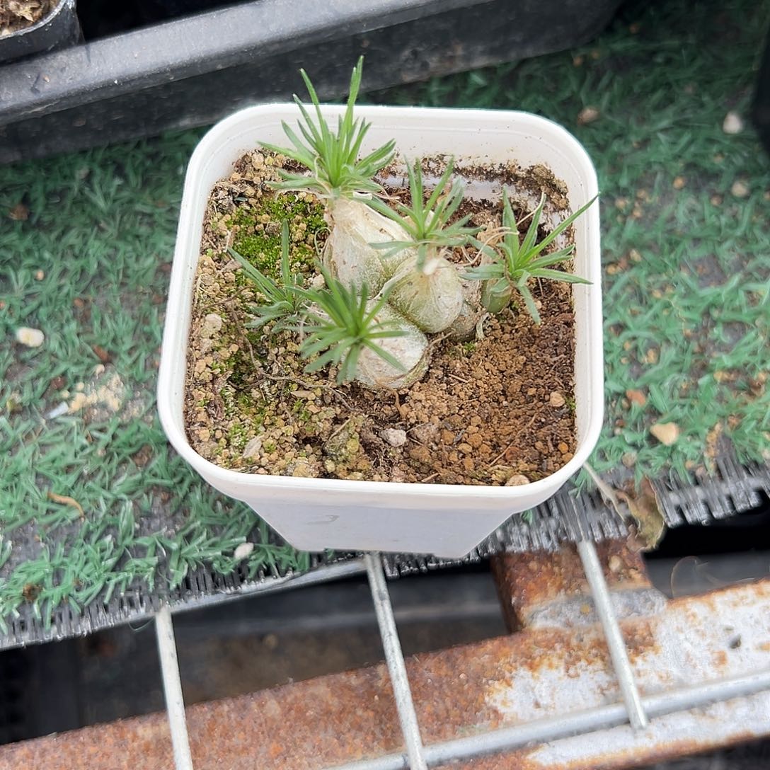 迷你海葱，一物一拍带盆