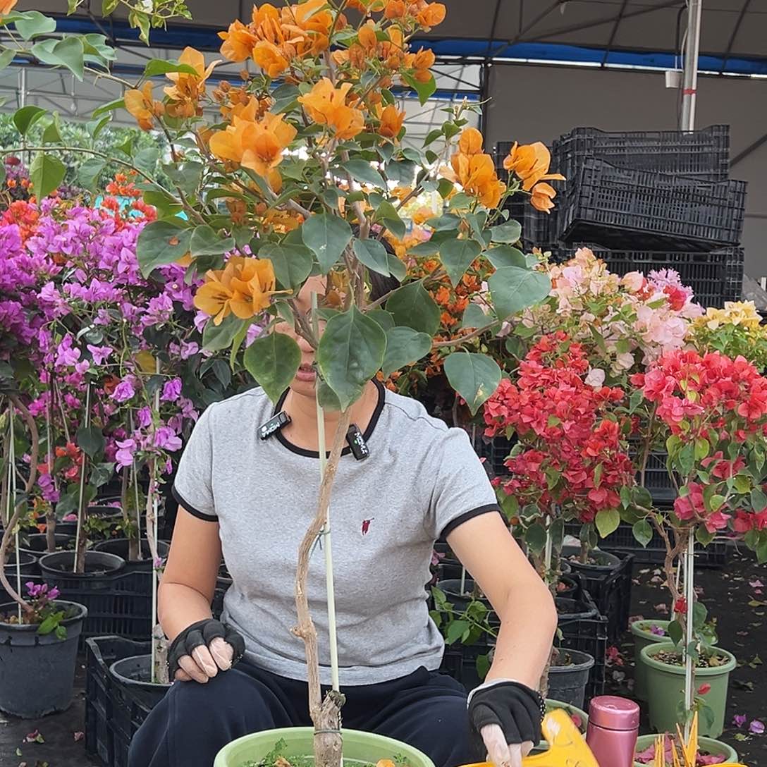 浅***然大部分花苞少量开放J88金色光辉