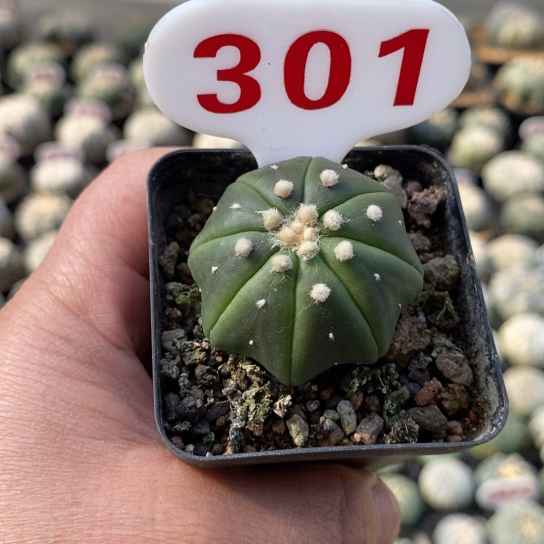 301指纹琉璃海星