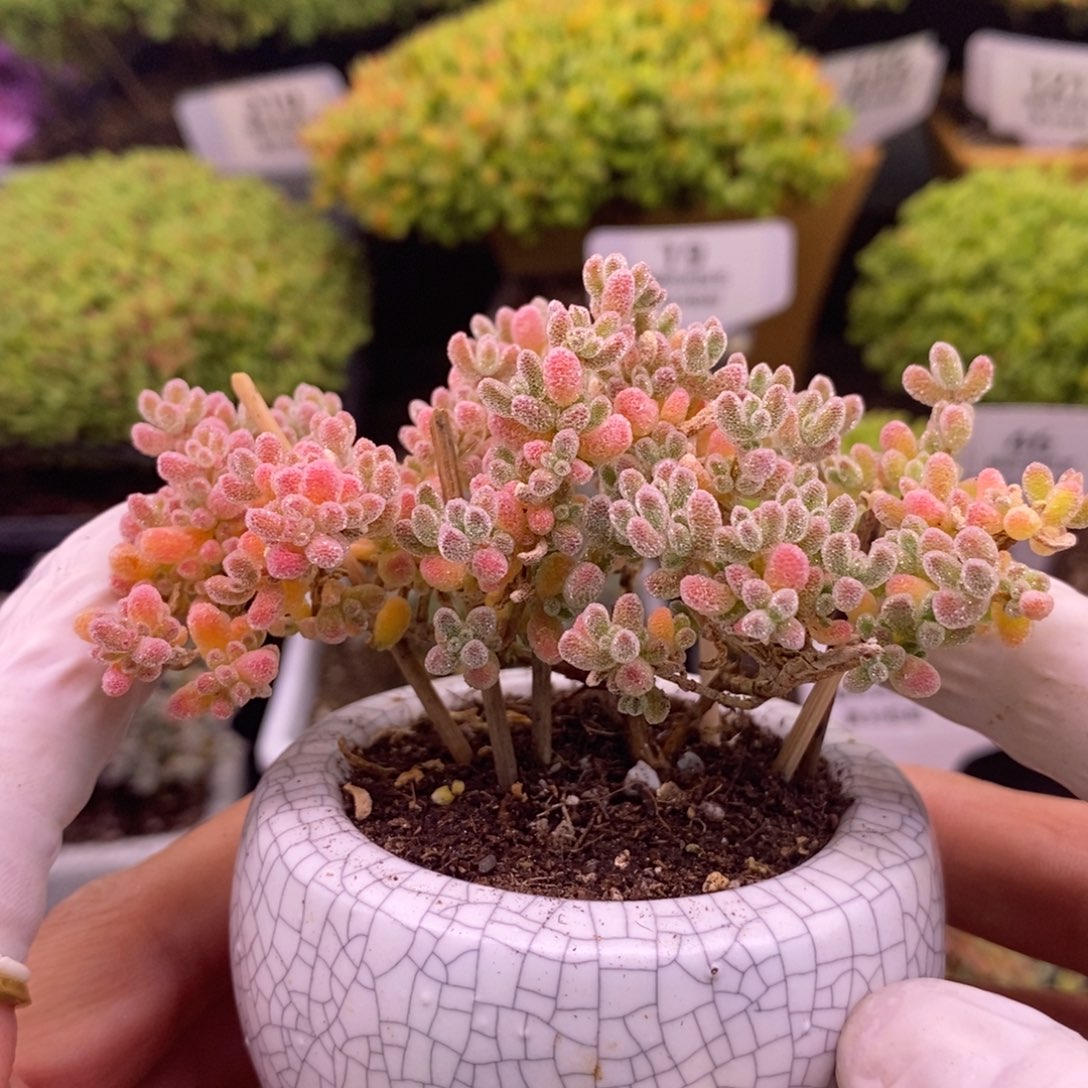 用****9208粉冰晶带盆。    