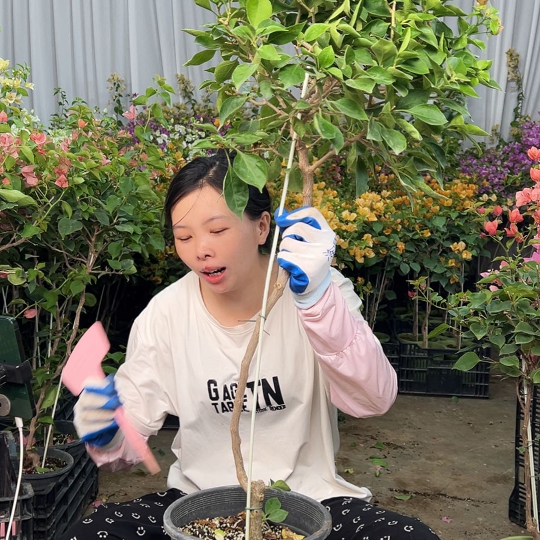 小***子大部分花苞少量开放L55佩德罗