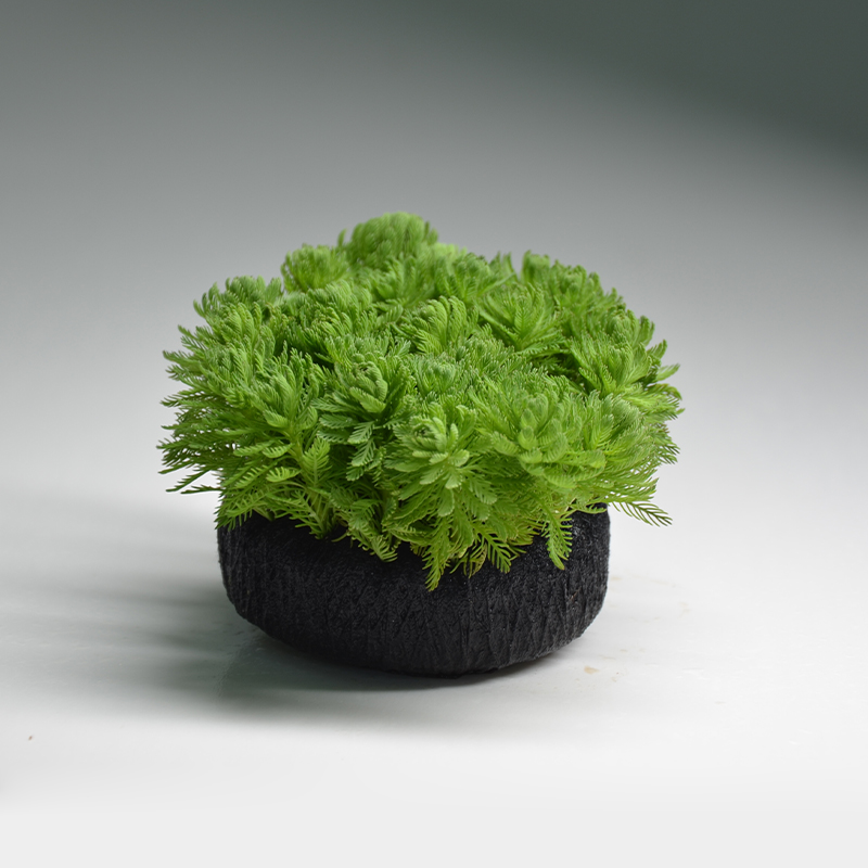 羽毛宝塔福利水草新手懒人入门鱼缸造景活体植物净化水质