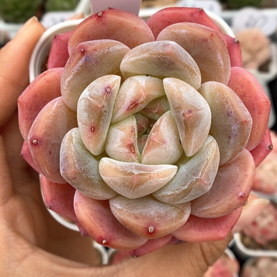 刚毅可拍382号。