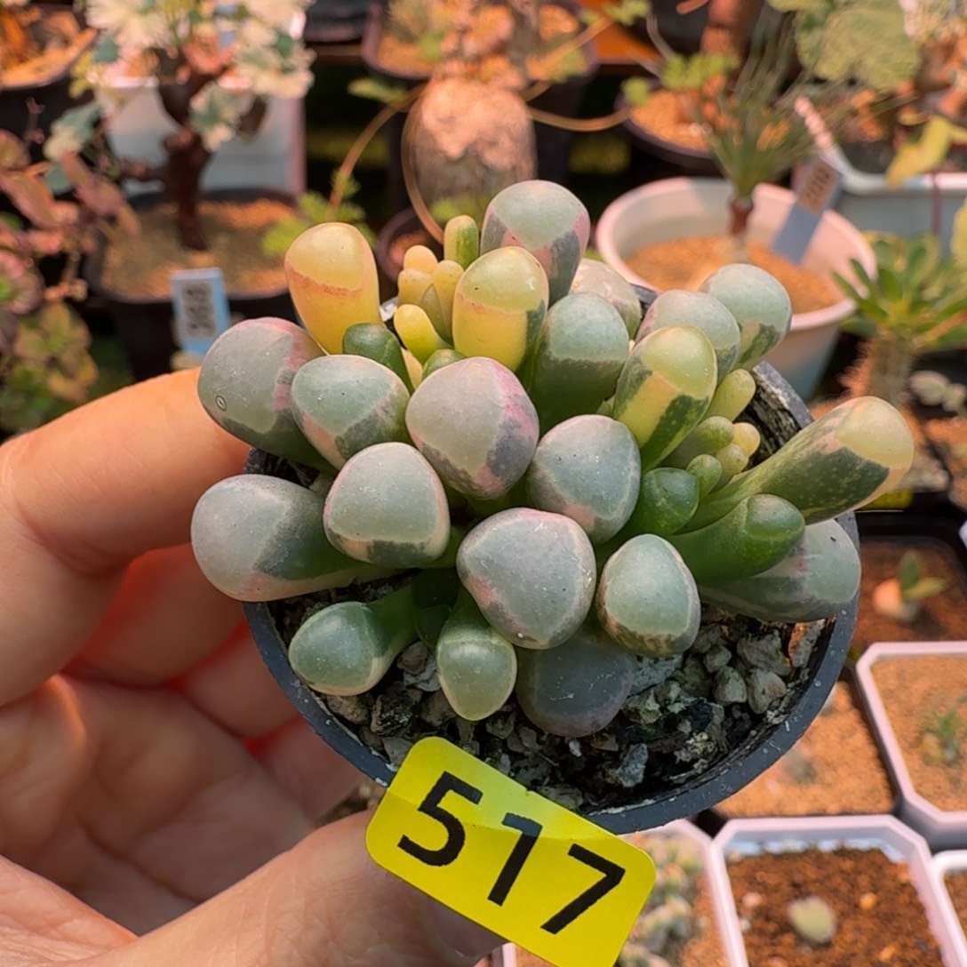 小***娴五十铃玉锦517 仙人掌