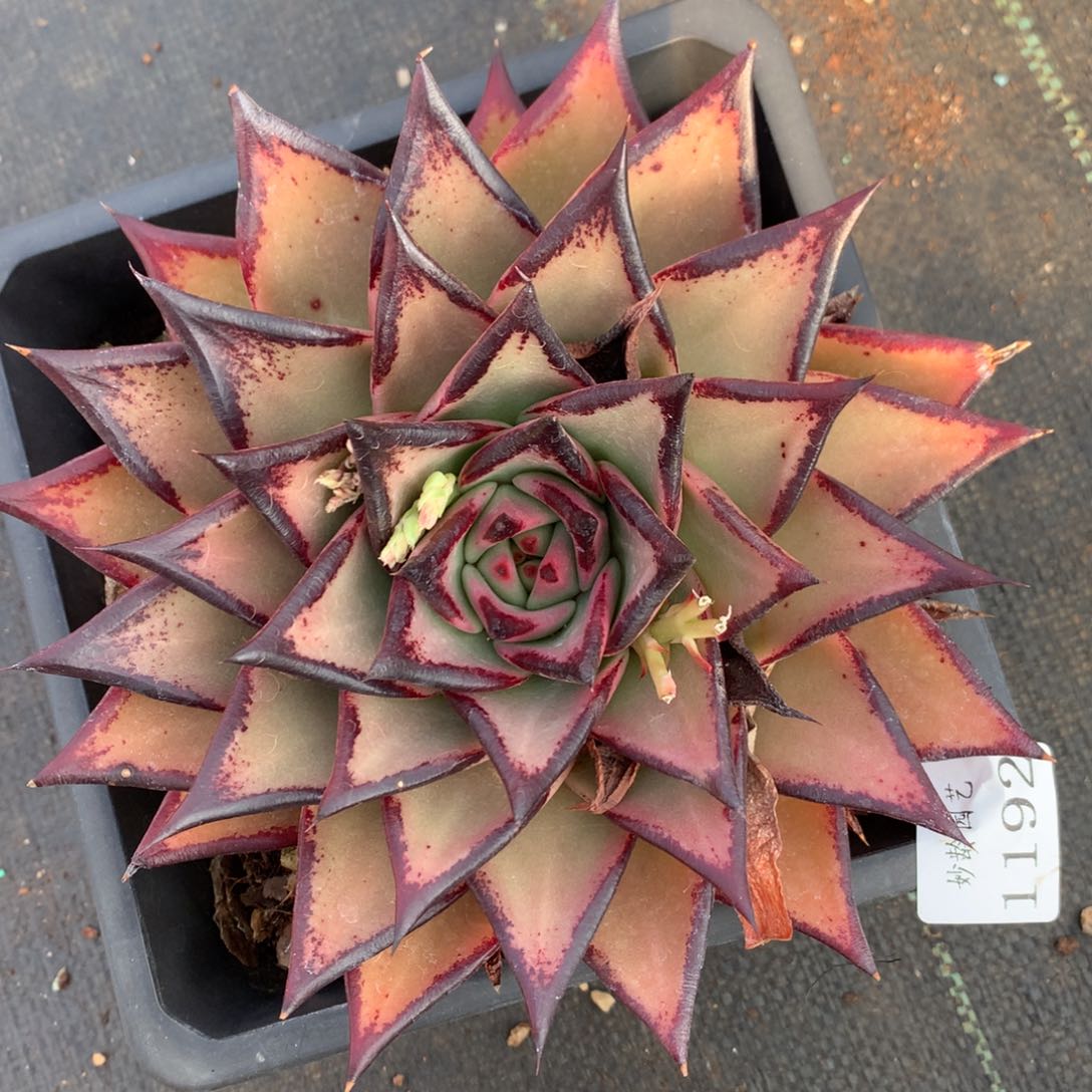 1192杂交精品基地16厘米