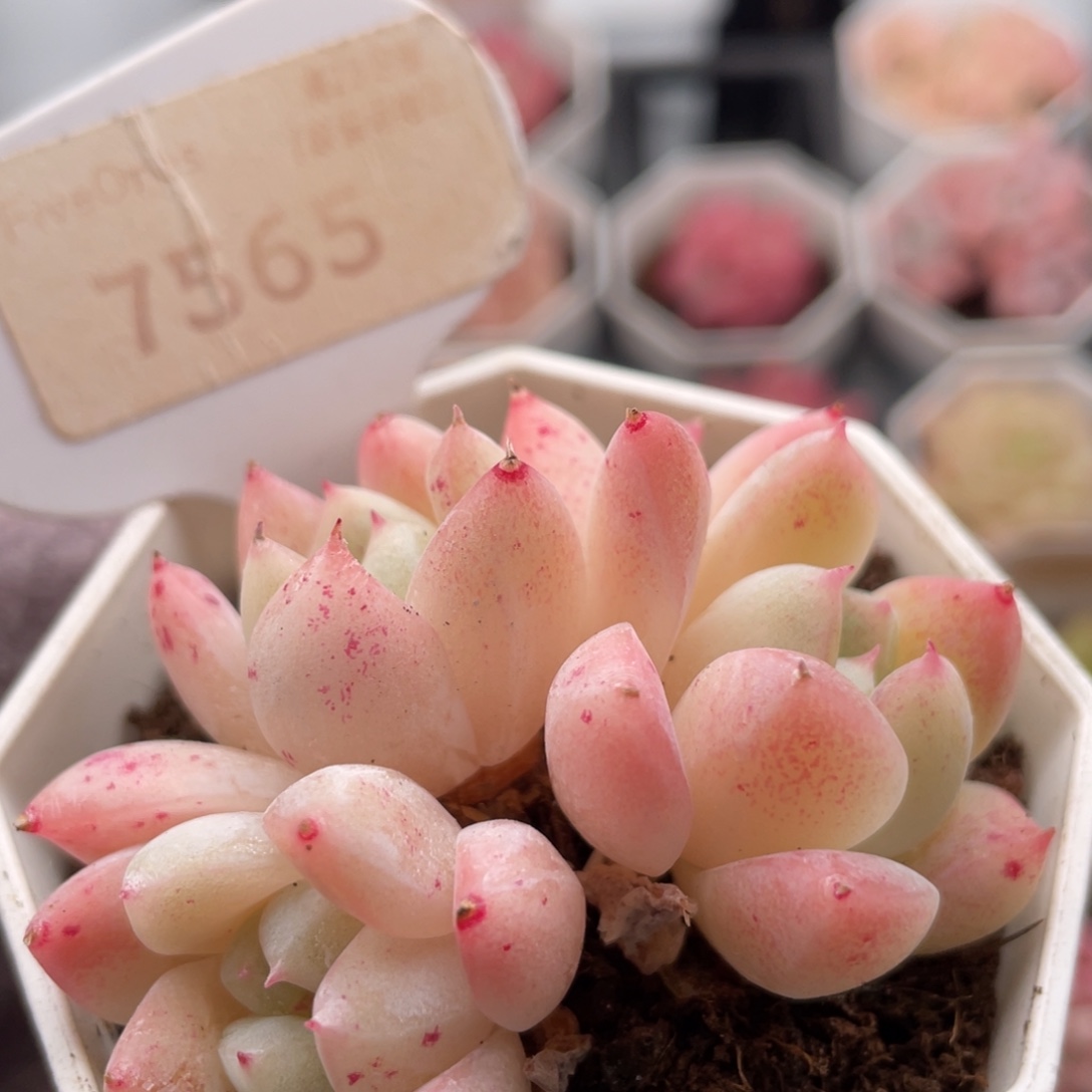 西施7565-6.0厘米