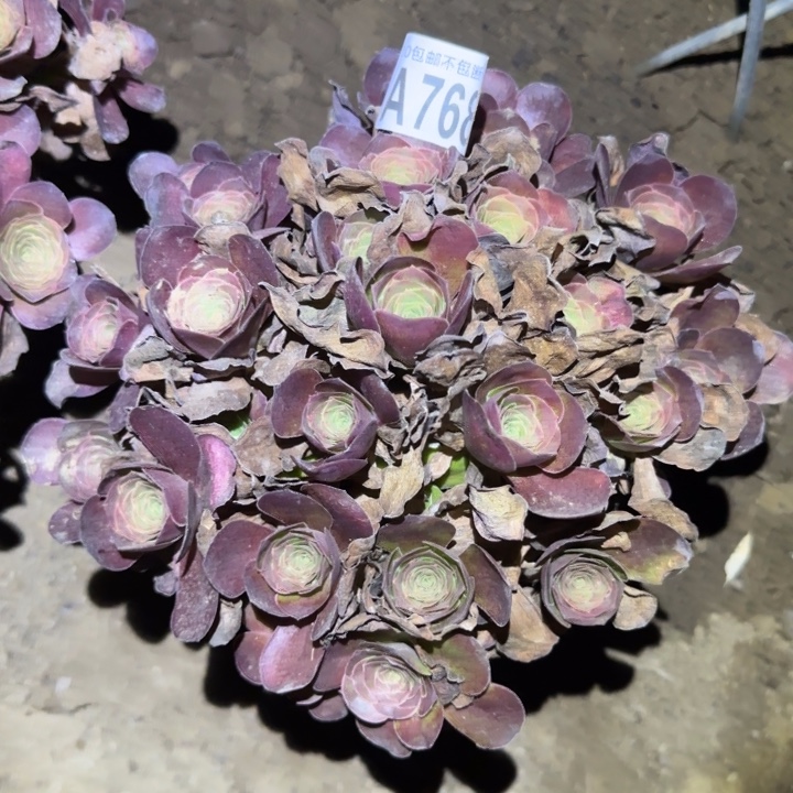 魅金玫瑰。不包断枝……多肉植物