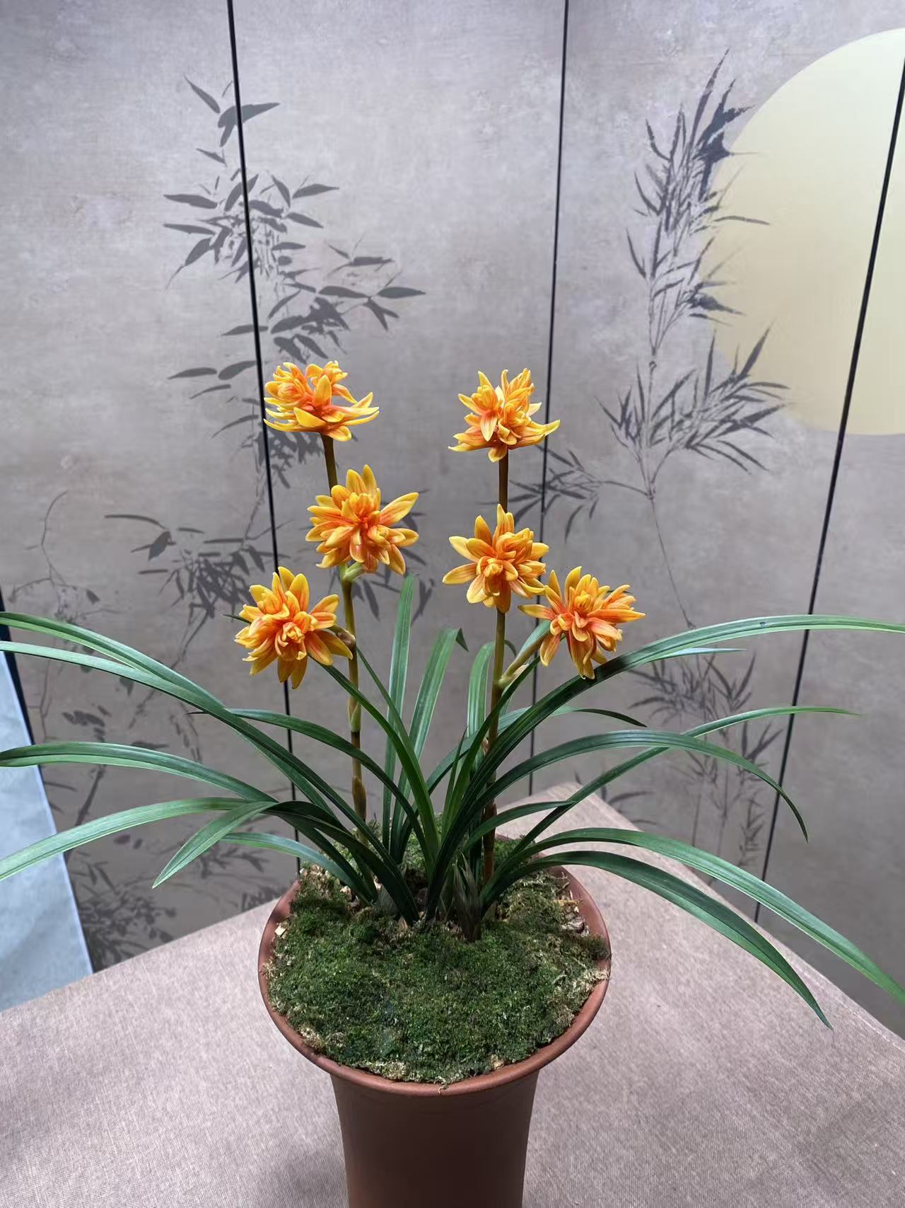 春兰铭品【黄金奇蝶】 金黄红双色花瓣 室内外好养兰花绿植