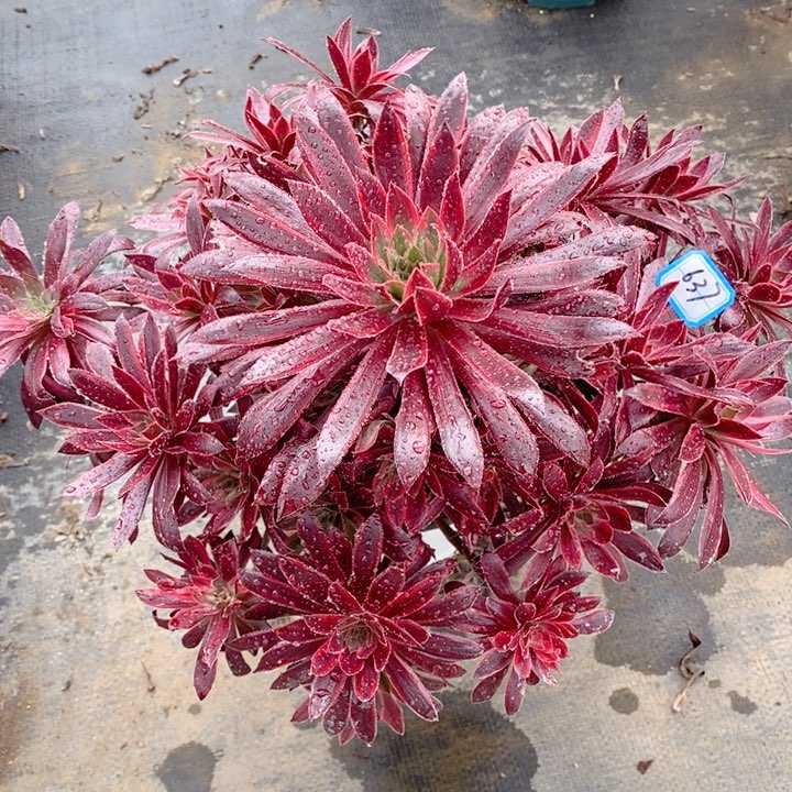 637惊鸿仙子多肉