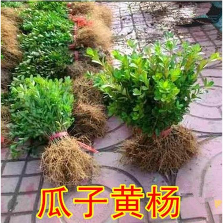 庭院小区别墅绿化苗冬青黄杨苗四季常青围栏围墙篱笆绿篱植物树苗