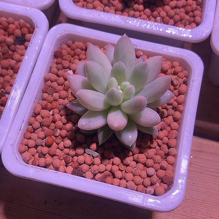 兔***免所罗门巨人锦多肉植物