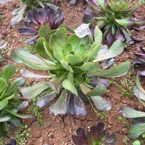 086无毒不包断枝