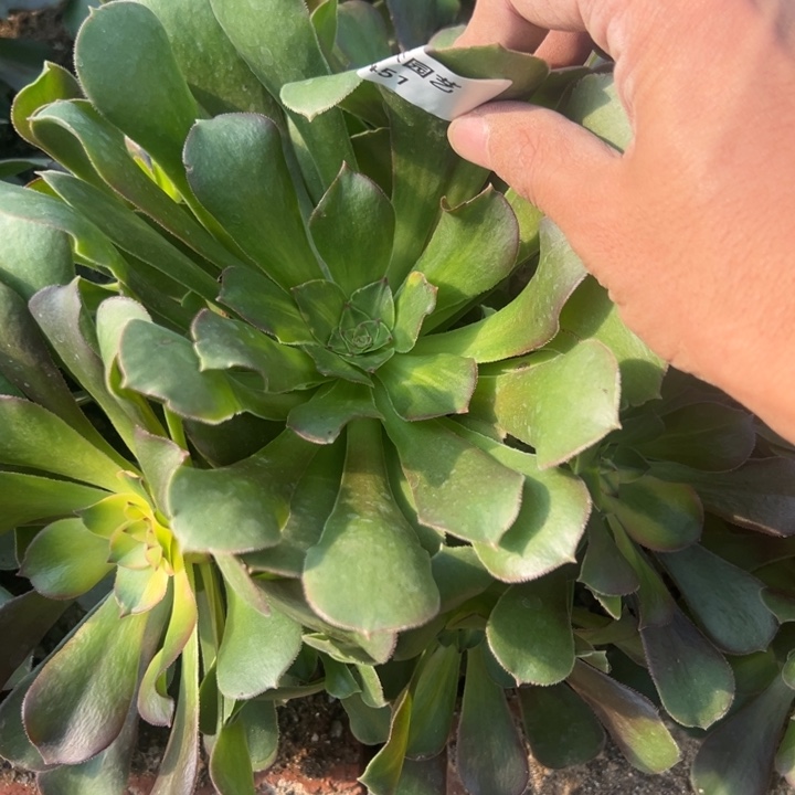 流星雨手捧多肉植物451