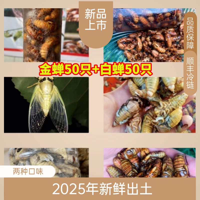 【金蝉+白蝉】2025年新鲜金蝉白蝉知了猴爬叉鲜活速冻顺丰冷链上门