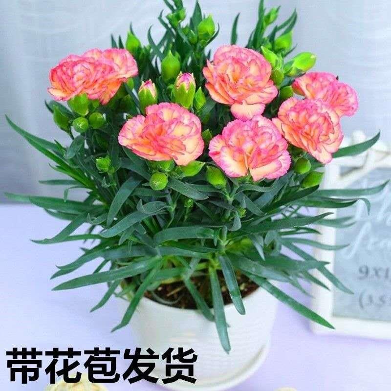 康乃馨盆栽带花苞四季开花室内花卉养庭院绿植好养植物易成活花苗