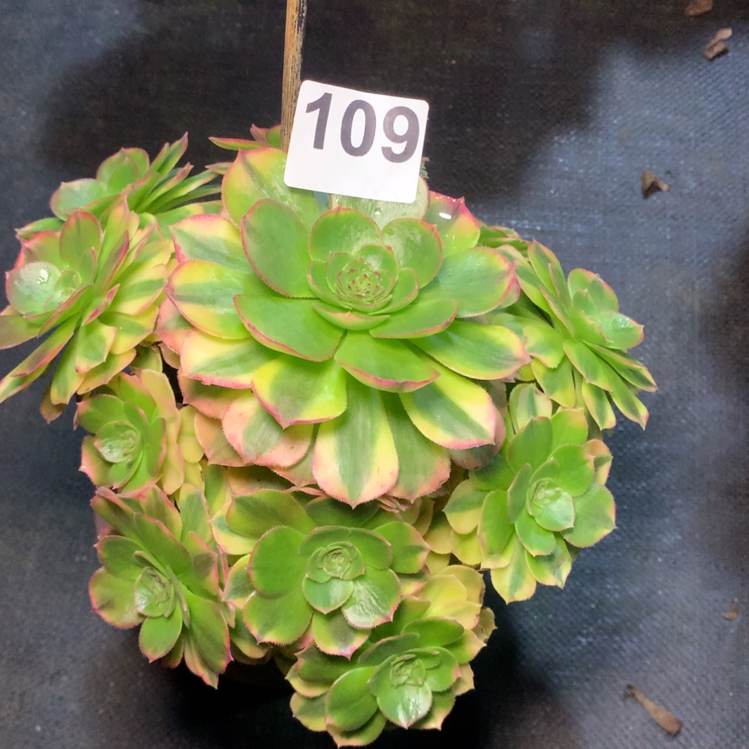 @****雨荷109法师多肉植物2800000