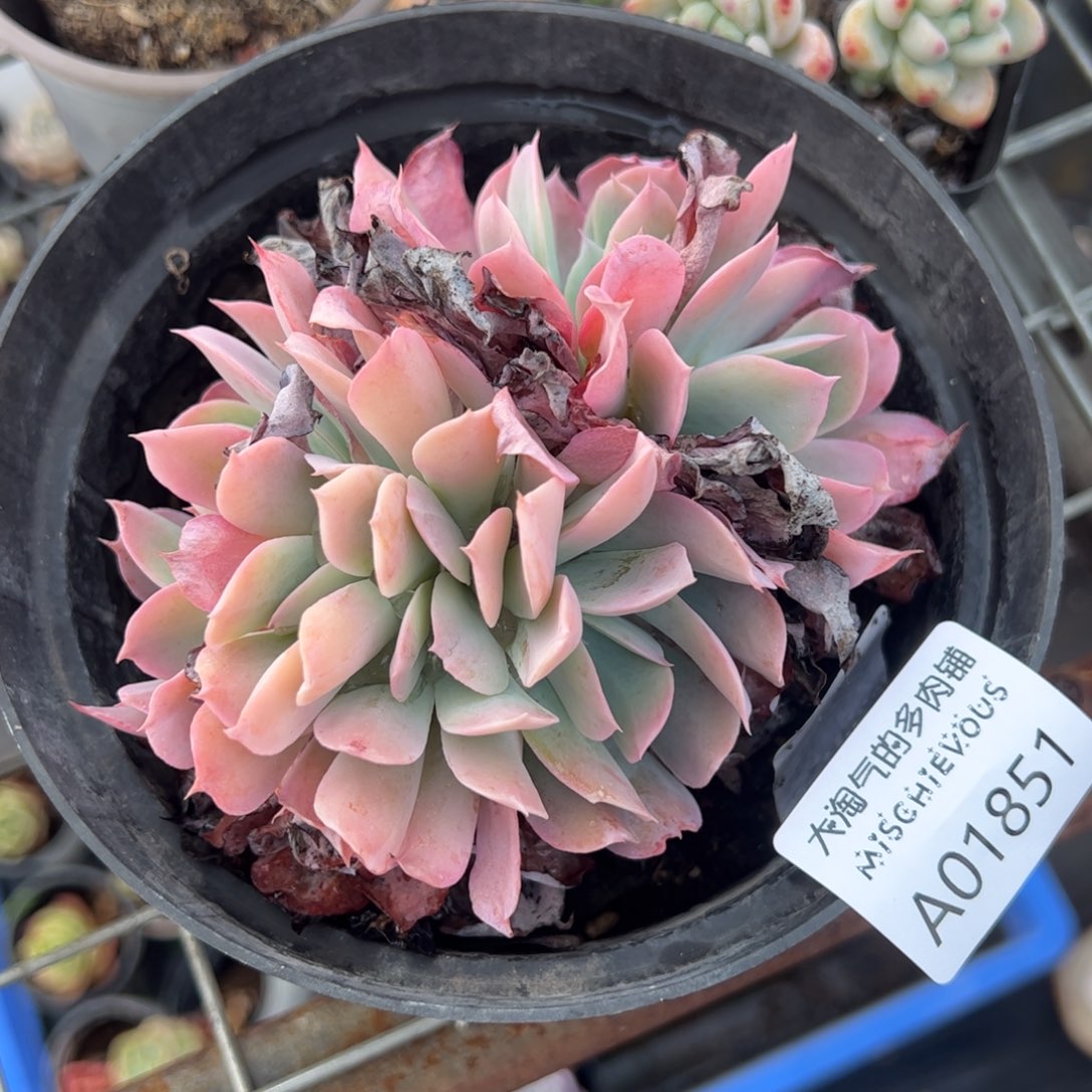 赫斯塔缀一物一拍1851