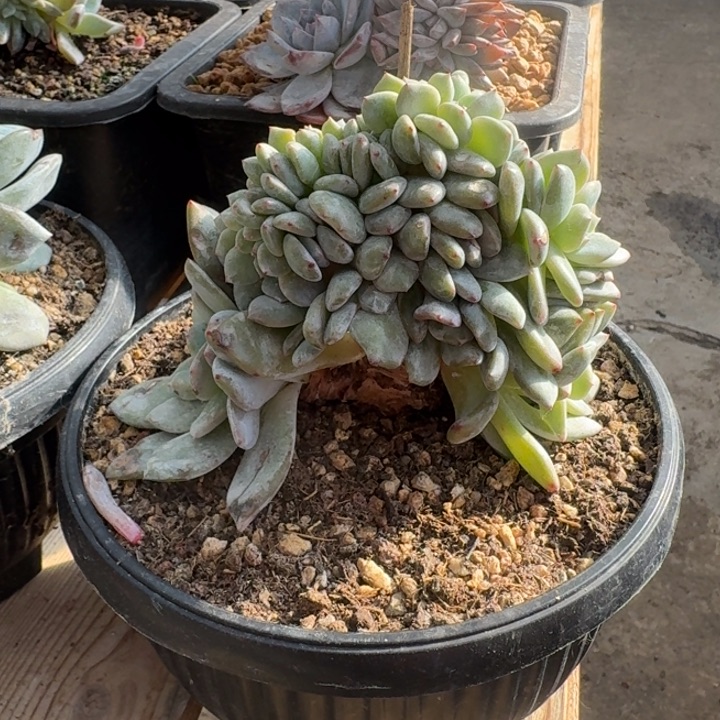 多肉植物叶插星影缀