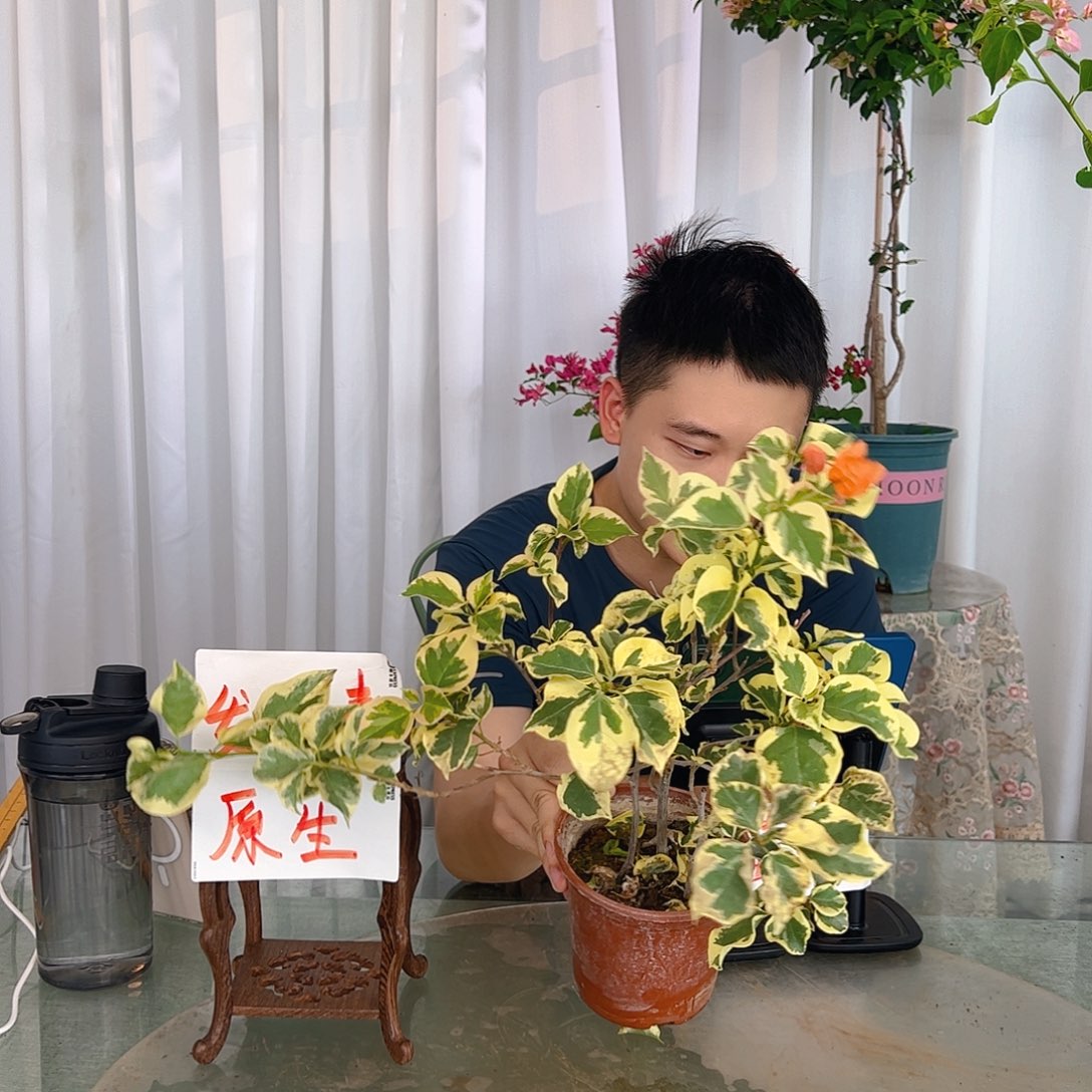 当前无花栽培后可以开花橙冰小一颗