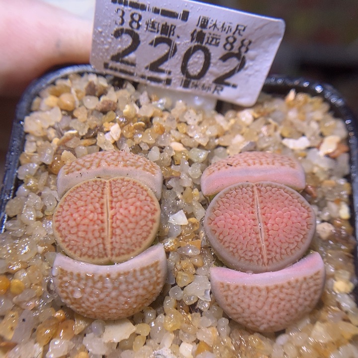 Sss精品生石花2202