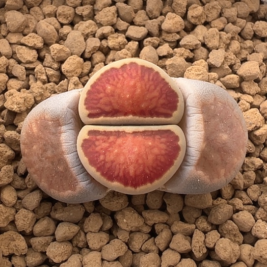 2396.红窗菊1.6公分