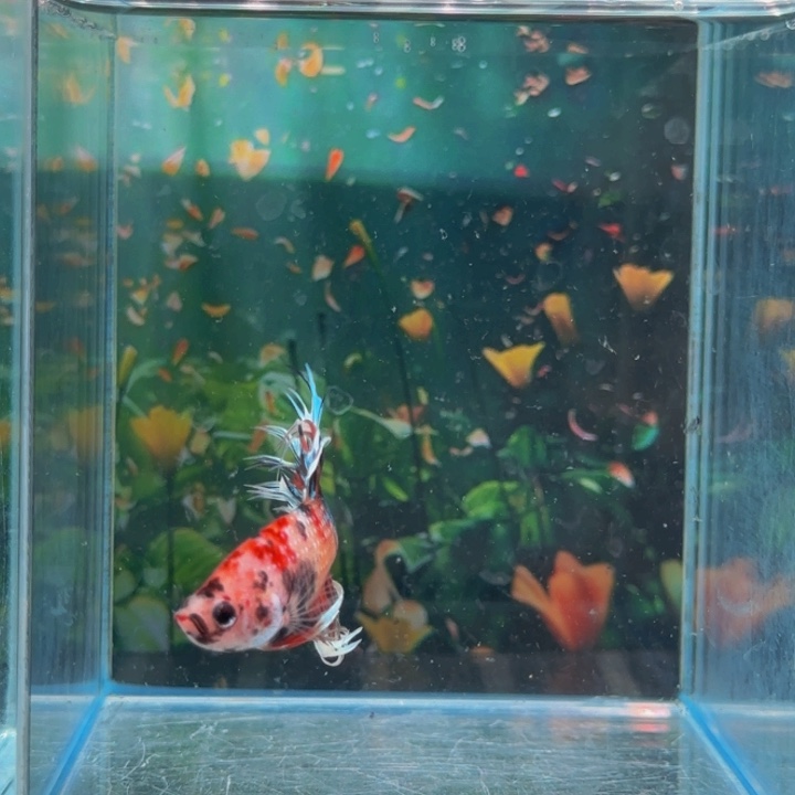 紫印母鱼哈哈我们一起来这里看看我们都知道