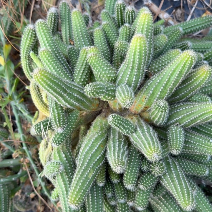 白檀仙人掌群生一群282