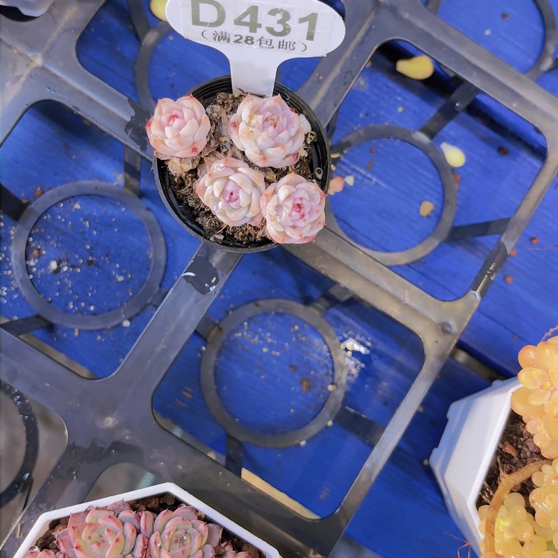 D431天鹅绒一物一拍