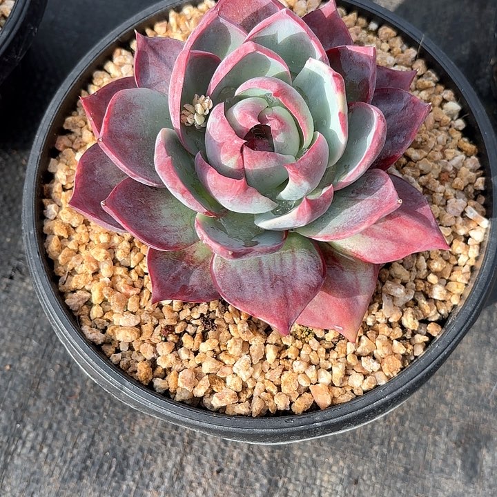 多肉植物，惊魂仙子