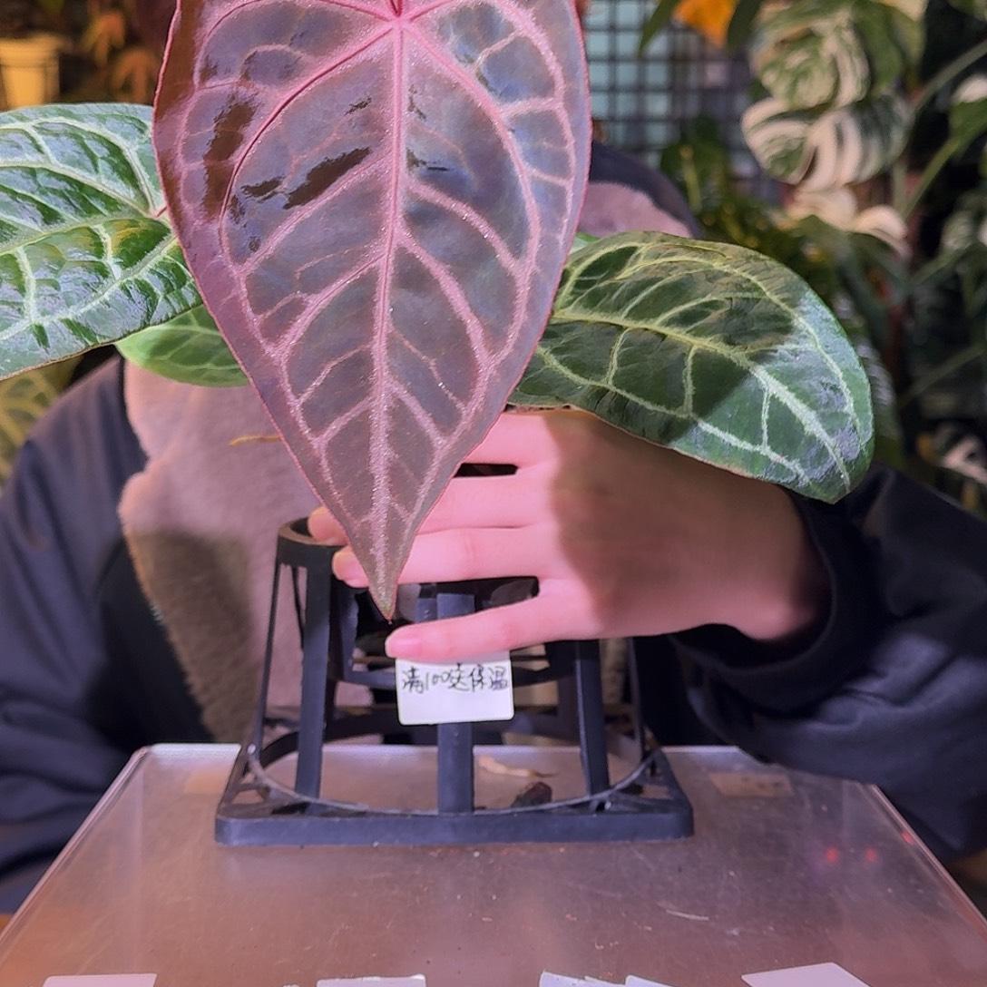 不开花植物G687zara红水晶杂SKG灰