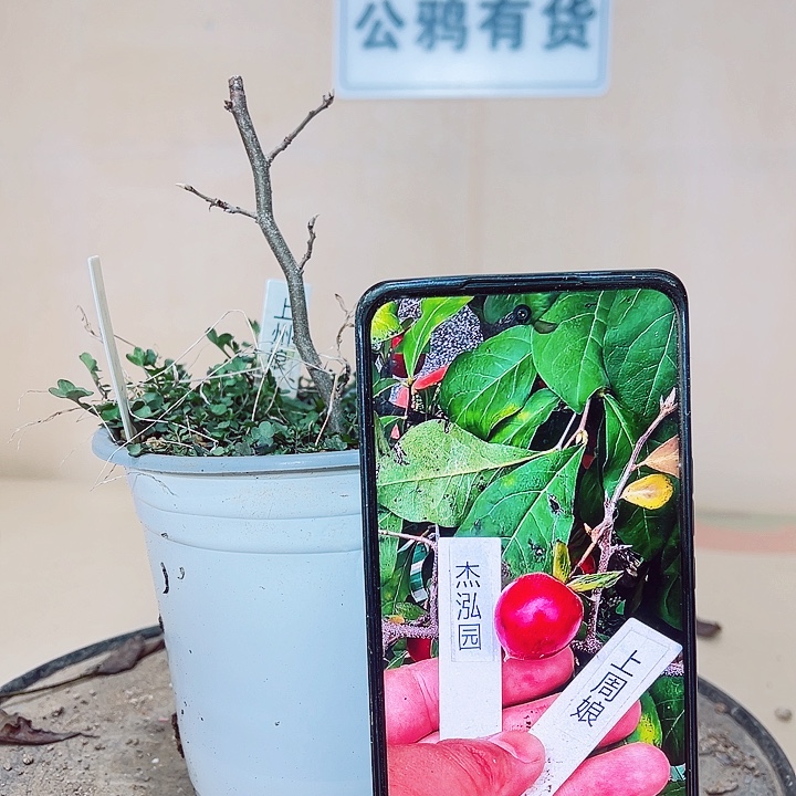 陈***康无花朵就哈哈哈哈哈哈