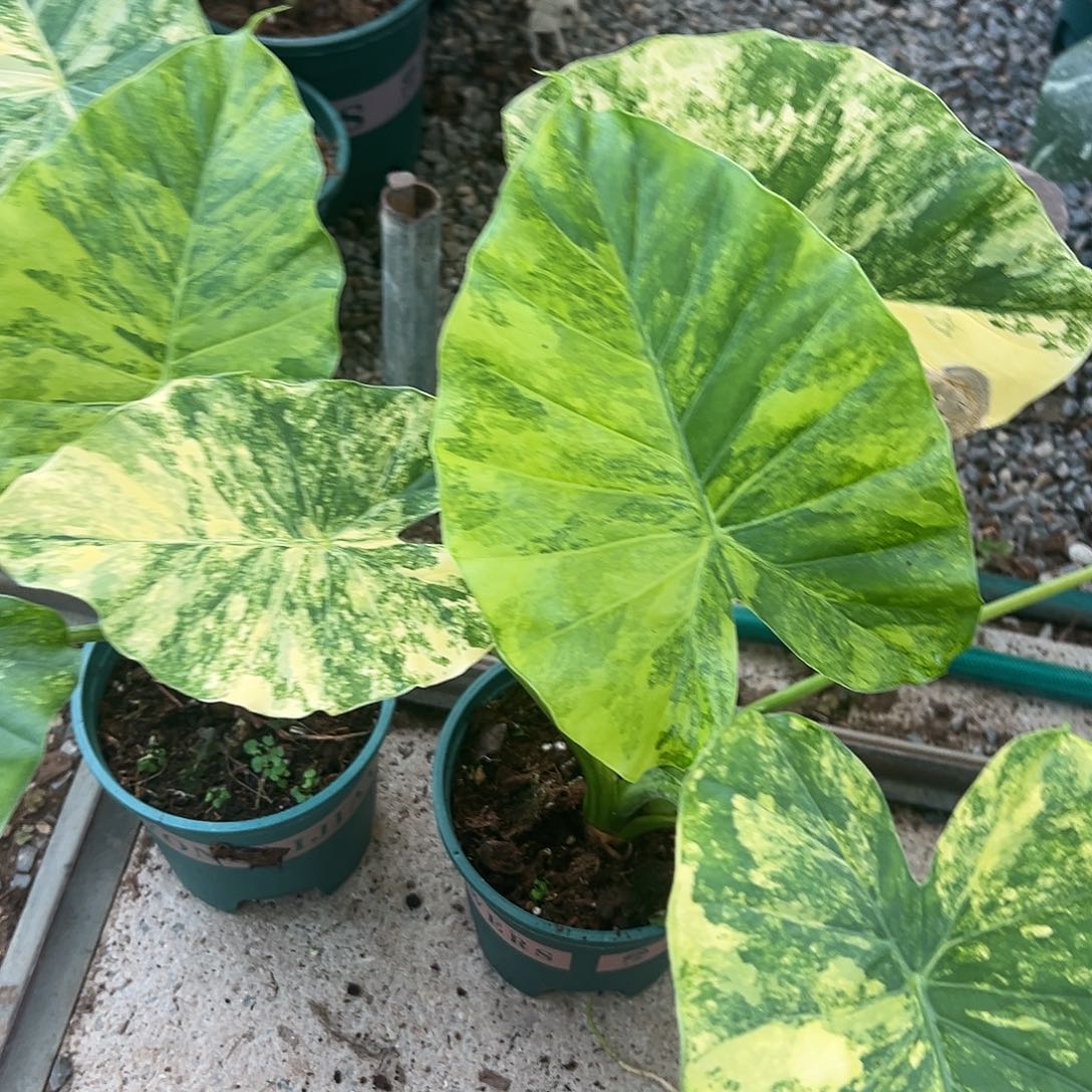 完全开放黄锦象耳不售后