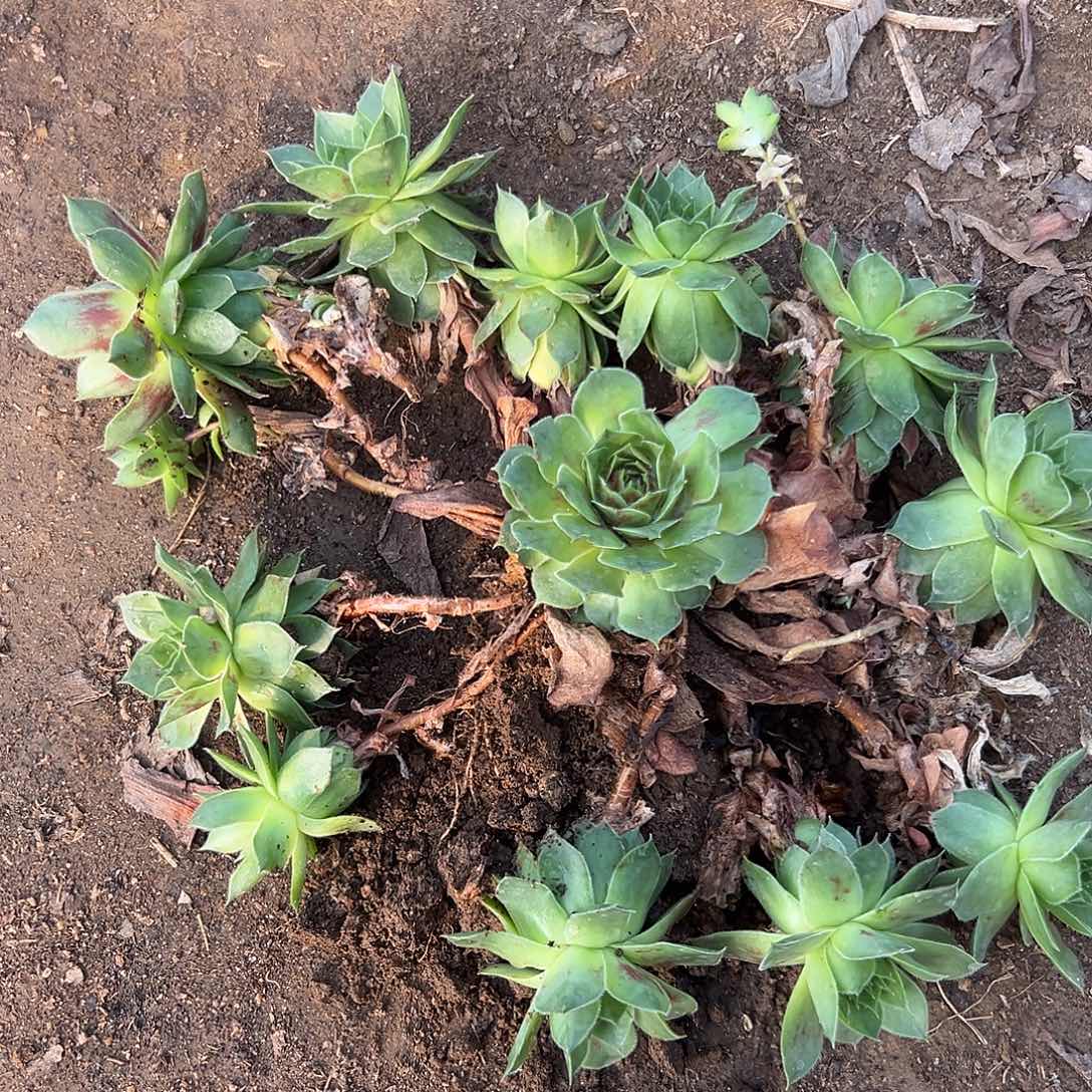 多肉植物功勋花群