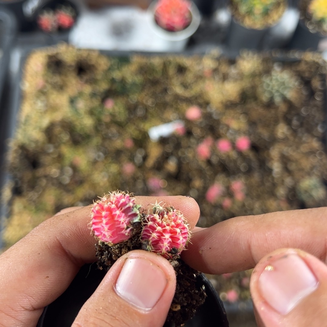 当前无花栽培后可以开花893
