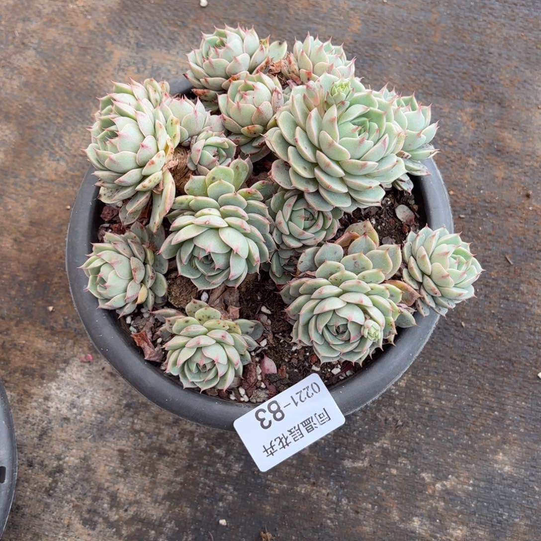 同温层多肉83笨吧