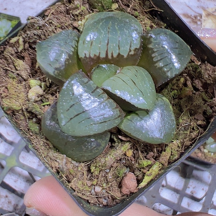 日月谭19包邮多肉植物