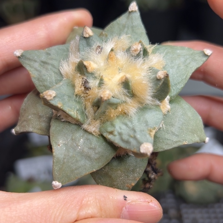 211脱土带根发货