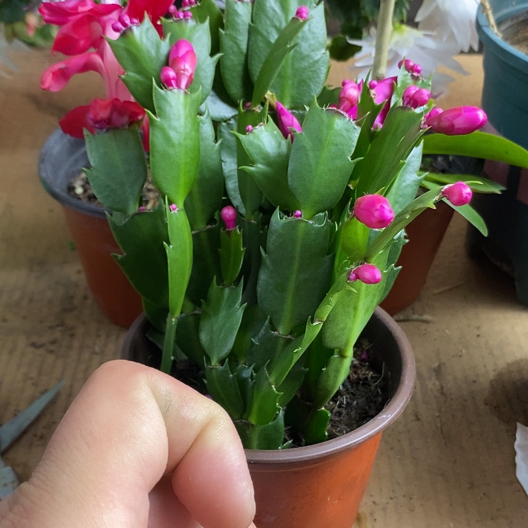 全部花朵紫色嫁接用福利