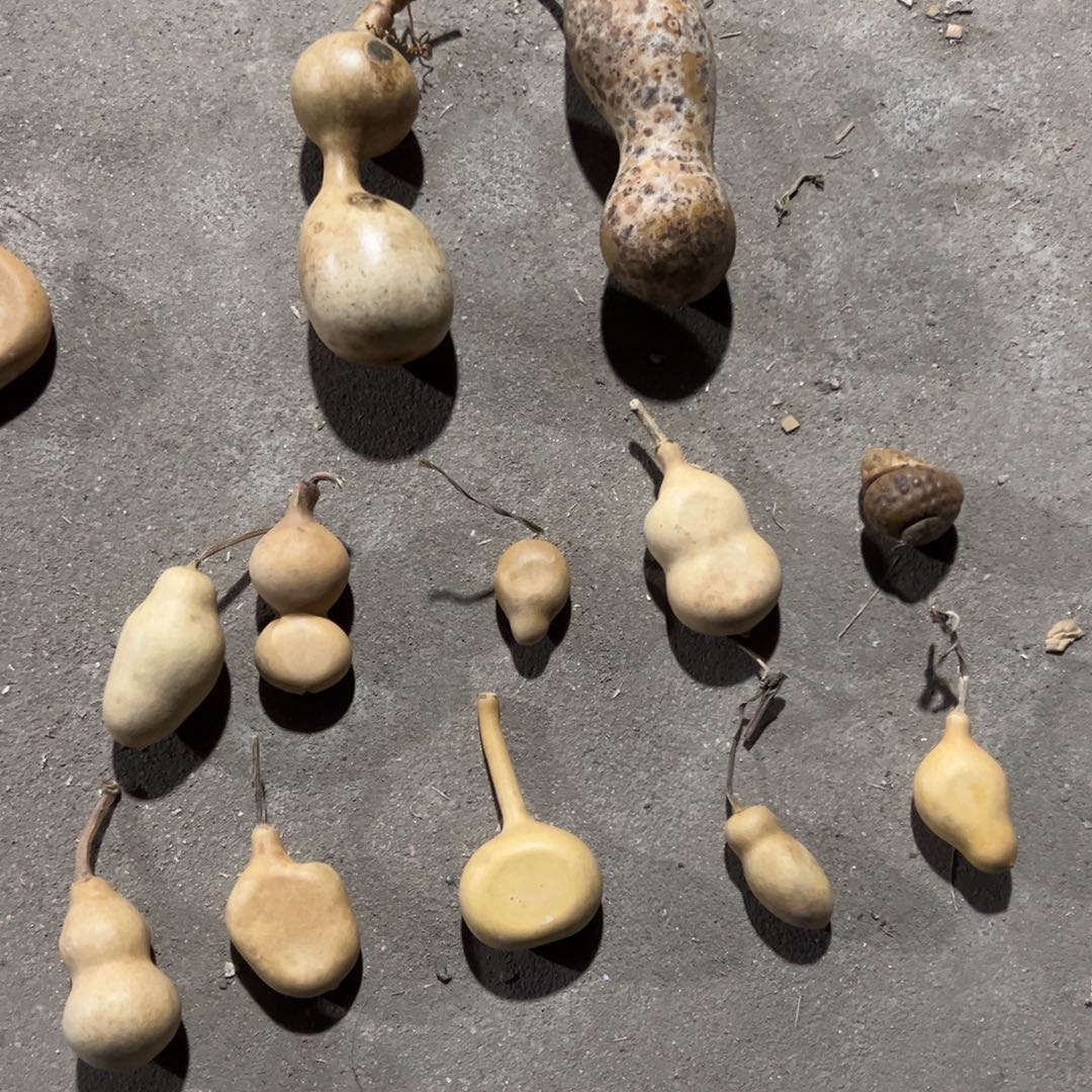 葫芦明轩葫芦哈哈哈哈