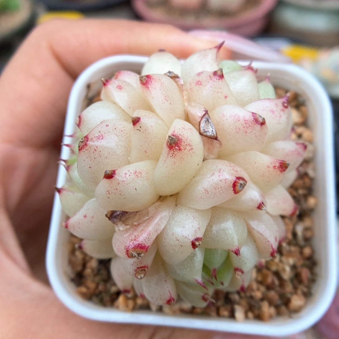 油透麦秆群生330号。